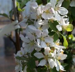 Säulenapfel `Rondo´ Malus Domestica `Rondo´ -Pflanzenhof Verkaufsladen Bl te Rondo