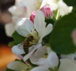 Säulenapfel `Rondo´ Malus Domestica `Rondo´ -Pflanzenhof Verkaufsladen Bl te Rondo mit Biene