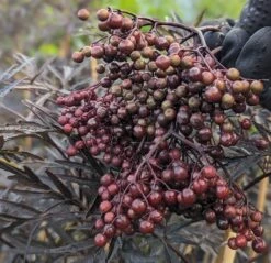 Holunder Black Lace ® Sambucus Nigra `Black Lace´ -Pflanzenhof Verkaufsladen Black Lace Furcht