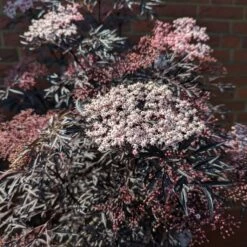 Holunder Black Lace ® Sambucus Nigra `Black Lace´