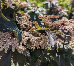 Holunder-Säule Black Tower (R) Sambucus Nigra `Black Tower´ 10 Holunder-Säule Black Tower (R) Sambucus Nigra `Black Tower´ -Pflanzenhof Verkaufsladen Black Tower1