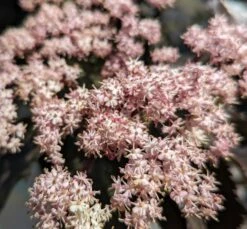 Holunder-Säule Black Tower (R) Sambucus Nigra `Black Tower´ 11 Holunder-Säule Black Tower (R) Sambucus Nigra `Black Tower´ -Pflanzenhof Verkaufsladen Black tower2