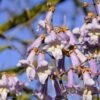 Blauglockenbaum / Kiri-Baum Paulownia Tomentosa -Pflanzenhof Verkaufsladen Blauglockenbaum