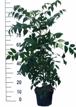 Blauschote / Blaugurkenbaum Decaisnea Fargesii -Pflanzenhof Verkaufsladen Blauschote Decaisnea weiss