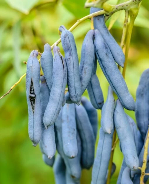 Blauschote / Blaugurkenbaum Decaisnea Fargesii 7 Blauschote / Blaugurkenbaum Decaisnea Fargesii -Pflanzenhof Verkaufsladen BlauschotezeIhDPZS0tu5z