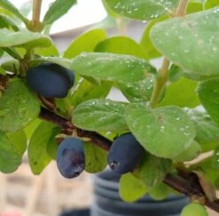 Sibirische Blaubeere "Blue Velvet" Lonicera Kamtschatica `Blue Velvet´