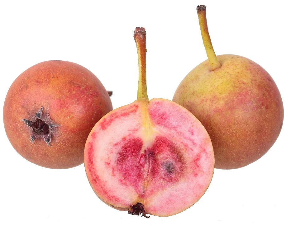 Sommer-Blut-Birne Pyrus Communis 3 Sommer-Blut-Birne Pyrus Communis