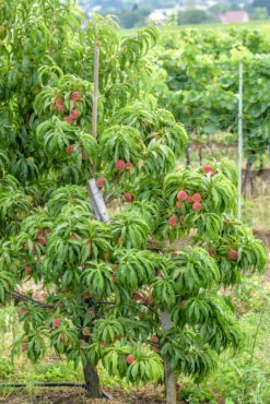 Zwergpfirsich `Bonanza´ Prunus Persica -Pflanzenhof Verkaufsladen Bonanza