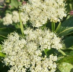 Amerikanischer Schneeball `Brandywine´ Viburnum Nudum `Brandywine´ -Pflanzenhof Verkaufsladen Brandywine bl te