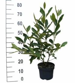 Amerikanischer Schneeball `Brandywine´ Viburnum Nudum `Brandywine´ -Pflanzenhof Verkaufsladen Brandywine weiss