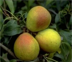 Bunte Julibirne Pyrus Communis `Bunte Julibirne´