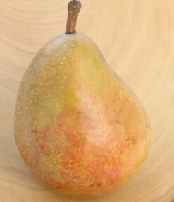 Gellerts Butterbirne Pyrus Communis `Gellert´s Butterbirne´ -Pflanzenhof Verkaufsladen Butterbirne1