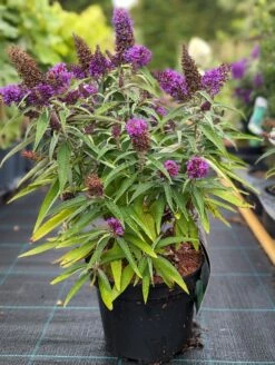 Schmetterlingsflieder Butterfly Candy® (versch. Farben) Buddleja Davidii -Pflanzenhof Verkaufsladen Butterfly Candy