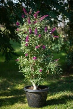 Säulen-Sommerflieder `Butterfly Tower´ Buddleja Davidii `Butterfly Tower´ -Pflanzenhof Verkaufsladen Butterfly Tower Kordes Jungpflanzen2