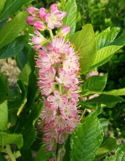 Zimterle - Clethra Clethra Alnifolia -Pflanzenhof Verkaufsladen CLethra 1