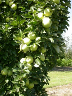 Zwergapfel `Cactus´ Malus Domestica `Cactus´ -Pflanzenhof Verkaufsladen Cactus 1