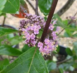 Schönfrucht, Liebesperlenstrauch Callicarpa Bodinieri `Profusion´ -Pflanzenhof Verkaufsladen Callicarpa Sch nfrucht Bl te