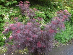 Holunder `Cherry Lace´ Sambucus Nigra `Cherry Lace´ -Pflanzenhof Verkaufsladen Cherry LAce3