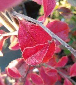 Chinesische Quitte / Holzquitte Pseudocydonia Sinensis -Pflanzenhof Verkaufsladen Chinesische Quitte Holzquitte Pseudocydonia