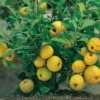Nordische Zitrone, Zierquitte `Cido´ Chaenomeles Japonica `Cido´ -Pflanzenhof Verkaufsladen Cido