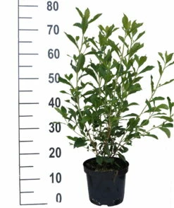 Zimterle - Clethra Clethra Alnifolia -Pflanzenhof Verkaufsladen Clethra Ruby Spice