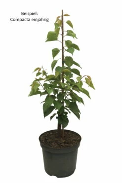 Kompakt Wachsende Aprikose `CompactaⓇ´ Prunus Armeniaca `Compacta´ -Pflanzenhof Verkaufsladen Compacta weiss Text