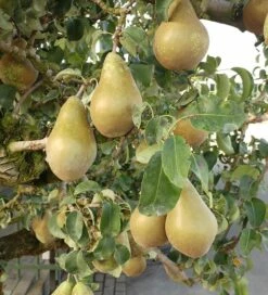 Conference Pyrus Communis `Conference -Pflanzenhof Verkaufsladen Conference Birne