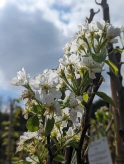 Conference Pyrus Communis `Conference -Pflanzenhof Verkaufsladen Conference Bl te