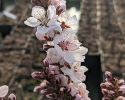 Zwergpfirsich `Crimson Bonfire´ Prunus Persica `Crimson Bonfire´ -Pflanzenhof Verkaufsladen Crimson Bonfire