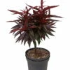 Zwergpfirsich `Crimson Bonfire´ Prunus Persica `Crimson Bonfire´
