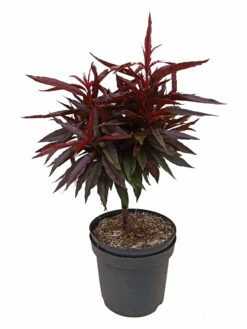 Zwergpfirsich `Crimson Bonfire´ Prunus Persica `Crimson Bonfire´
