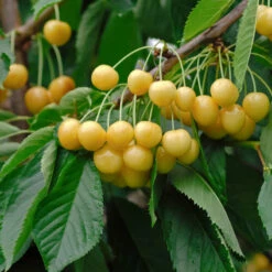 Pflanzenhof Verkaufsladen 26 Dönissen´s Gelbe Knorpelkirsche Prunus Avium `Dönissen´s Gelbe Knorpelkirsche´