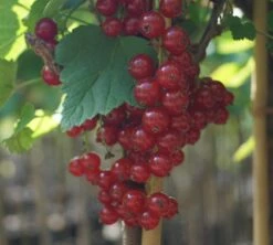 Rolan Ribes Rubrum `Rolan´ -Pflanzenhof Verkaufsladen DSC01666