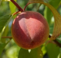 Pfirsich Red Haven Prunus Persica `Red Haven´ -Pflanzenhof Verkaufsladen DSC01689