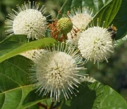 Knopfbusch Cephalanthus Occidentalis -Pflanzenhof Verkaufsladen DSC01733