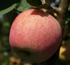 Piros ® Malus Domestica `Piros®´