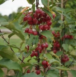Säulenzierapfel "Red Obelisk" Malus `Red Obelisk´