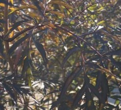 Holunder Black Lace ® Sambucus Nigra `Black Lace´ -Pflanzenhof Verkaufsladen DSC01980