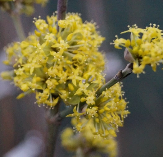 Großfrüchtige Kornelkirsche `Schönbrunner Gourmet Dirndl´ Cornus Mas `Schönbrunner Gourmetdirndl´ 6 Großfrüchtige Kornelkirsche `Schönbrunner Gourmet Dirndl´ Cornus Mas `Schönbrunner Gourmetdirndl´ – Bild 4