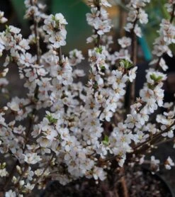 Nankingkirsche `Orient´ Prunus Tomentosa Orient -Pflanzenhof Verkaufsladen DSC02034