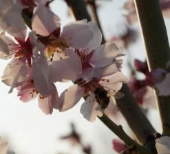 Dürkheimer Krachmandel Prunus Dulcis `Dürkheimer Krachmandel´ -Pflanzenhof Verkaufsladen DSC02038