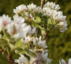 Säulenbirne `Condo´ Pyrus Communis `Condo´ -Pflanzenhof Verkaufsladen DSC02068