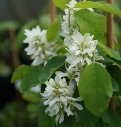 Saskatoon Berry Amelanchier Alnifolia `Saskatoon Berry´ -Pflanzenhof Verkaufsladen DSC02071