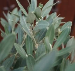 Olivenbaum - Stämmchen Olea Europaea -Pflanzenhof Verkaufsladen DSC02146