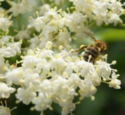 Holunder Haschberg Sambucus Nigra `Haschberg´ -Pflanzenhof Verkaufsladen DSC02737