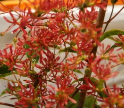 Sieben-Söhne-des-Himmels-Strauch Heptacodium Miconioides 16 Sieben-Söhne-des-Himmels-Strauch Heptacodium Miconioides -Pflanzenhof Verkaufsladen DSC02842