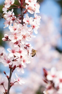 Zwergblutpflaume Prunus Cistena 6 Zwergblutpflaume Prunus Cistena -Pflanzenhof Verkaufsladen DSCF0006