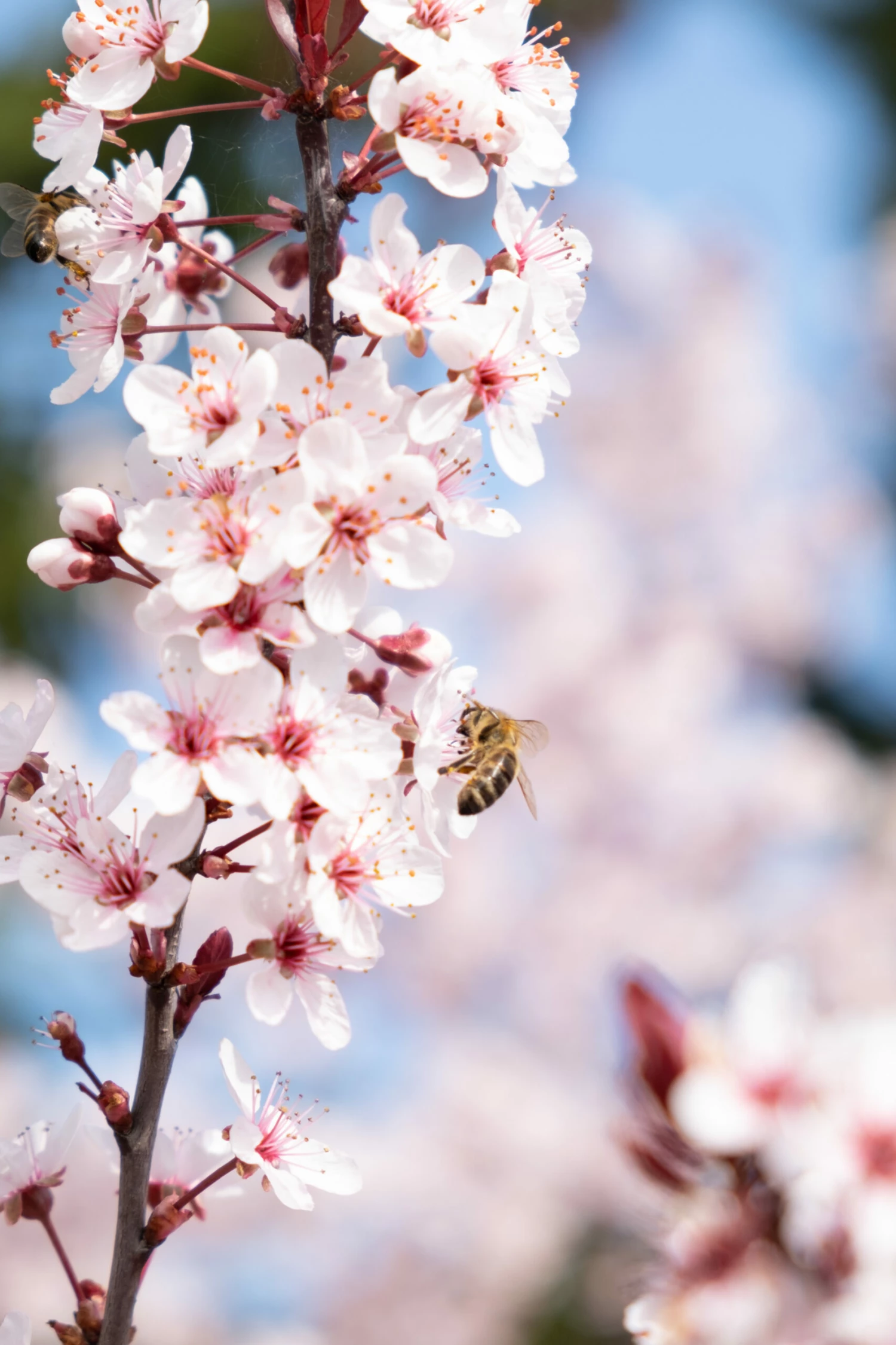 Zwergblutpflaume Prunus Cistena 4 Zwergblutpflaume Prunus Cistena – Bild 2