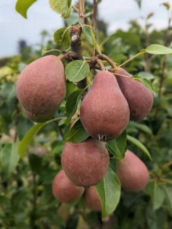 Säulenbirne `Decora´ Pyrus Communis `Decora´ -Pflanzenhof Verkaufsladen Decora 5