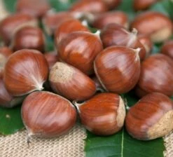 Esskastanie `Doré De Lyon´ Castanea Sativa `Dore De Lyon´